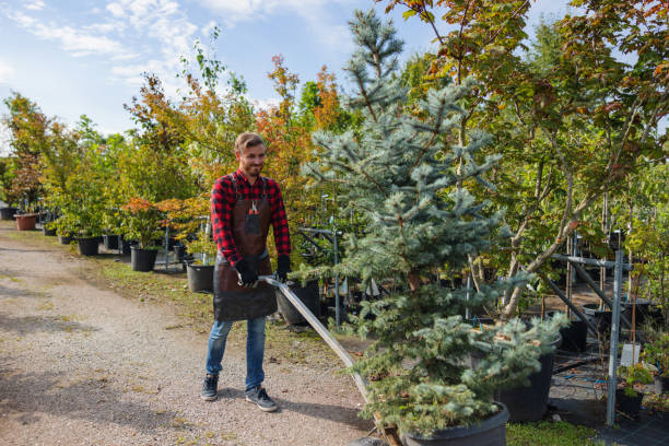 Best Tree Clearing Services  in Nooksack, WA